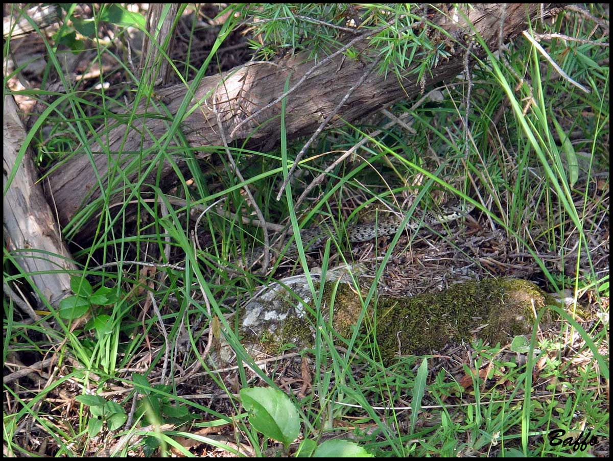 Cervone ?  No: Hierophis gemonensis